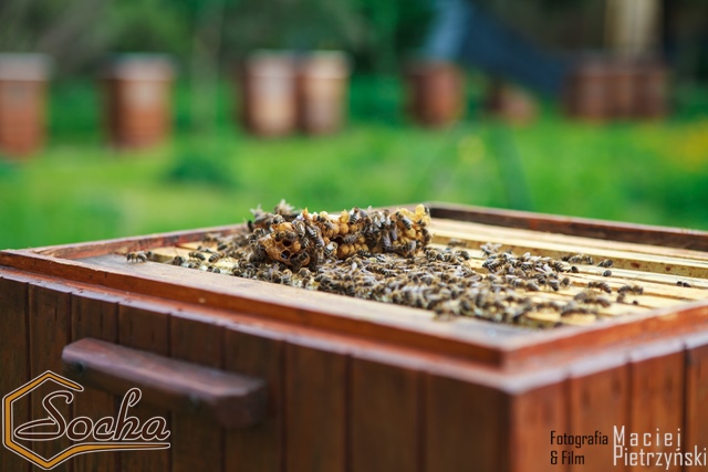 pasieka_socha_08