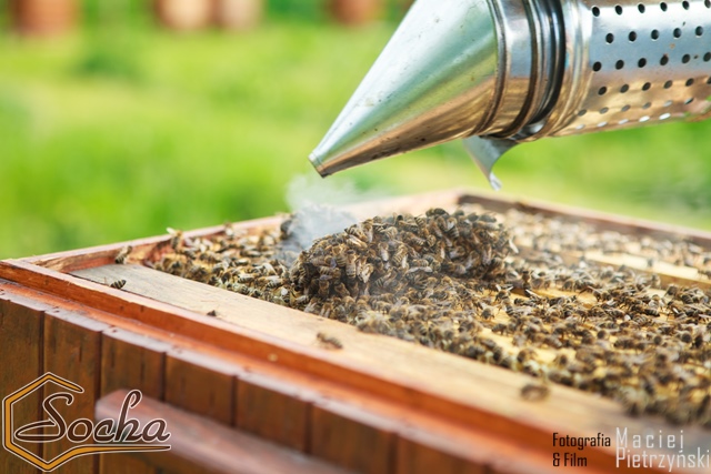 pasieka_socha_10