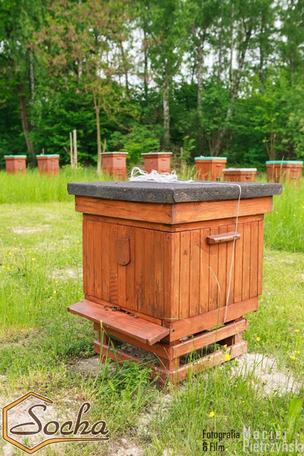 pasieka_socha_15