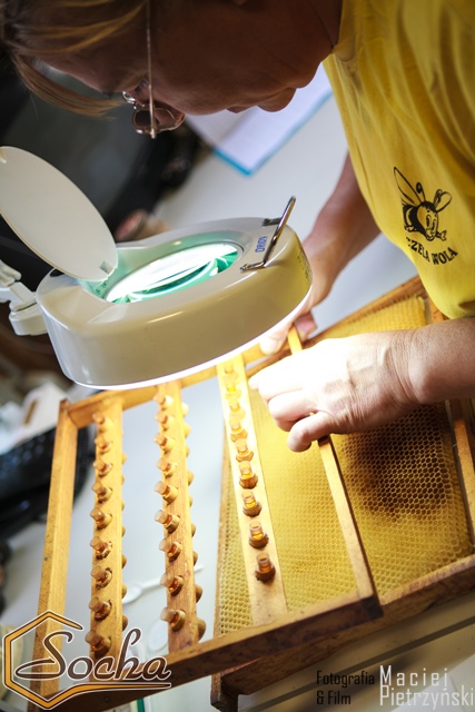 pasieka_socha_16